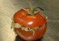 Vegetarisch gevulde tomaten